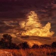 Схема вышивки «Surikat»