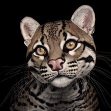 Схема вышивки «мир животных»