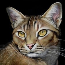 Схема вышивки «мир животных»