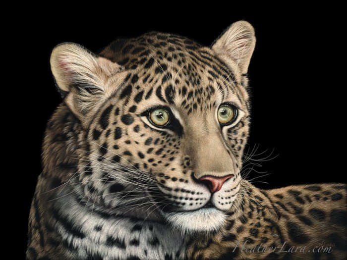 мир животных - оригинал