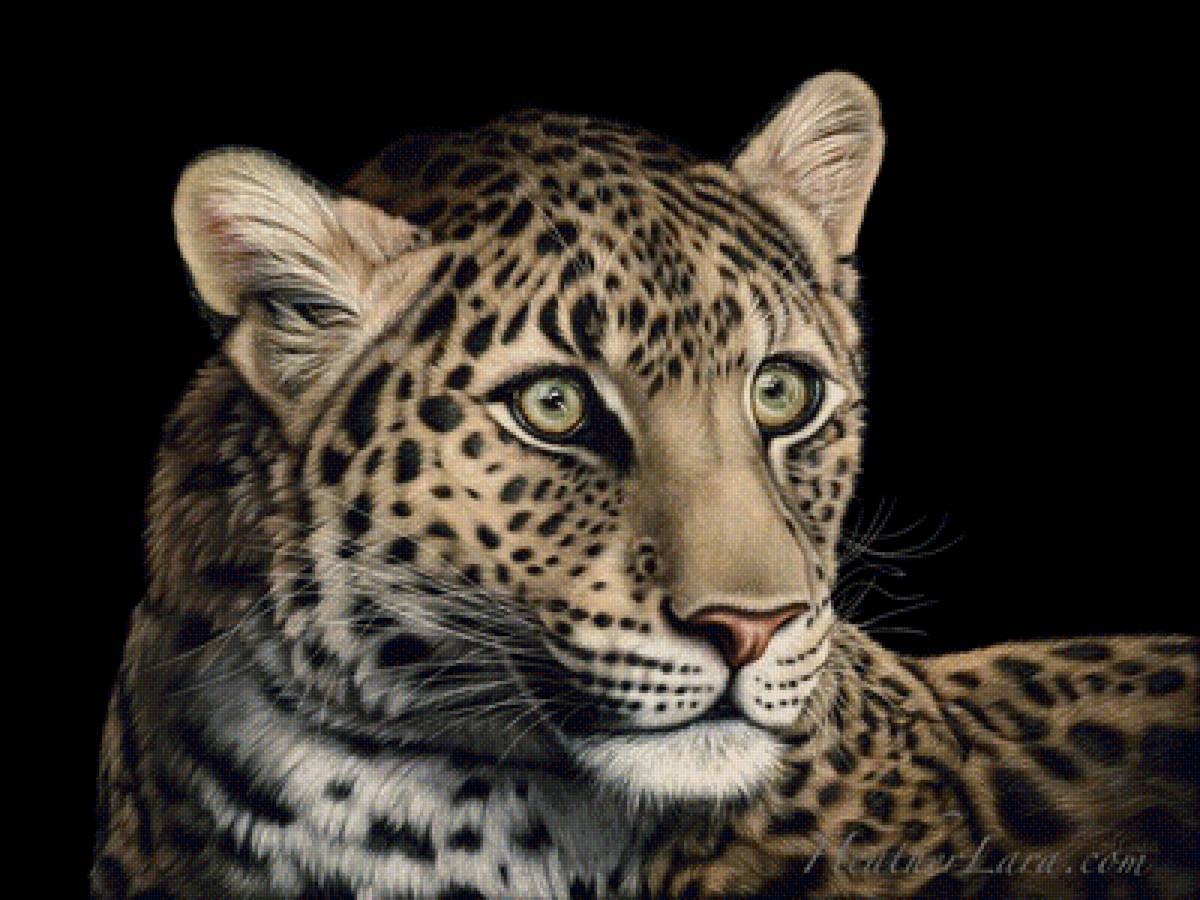 мир животных - предпросмотр