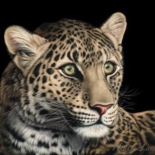 Схема вышивки «мир животных»