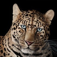 Схема вышивки «мир животных»