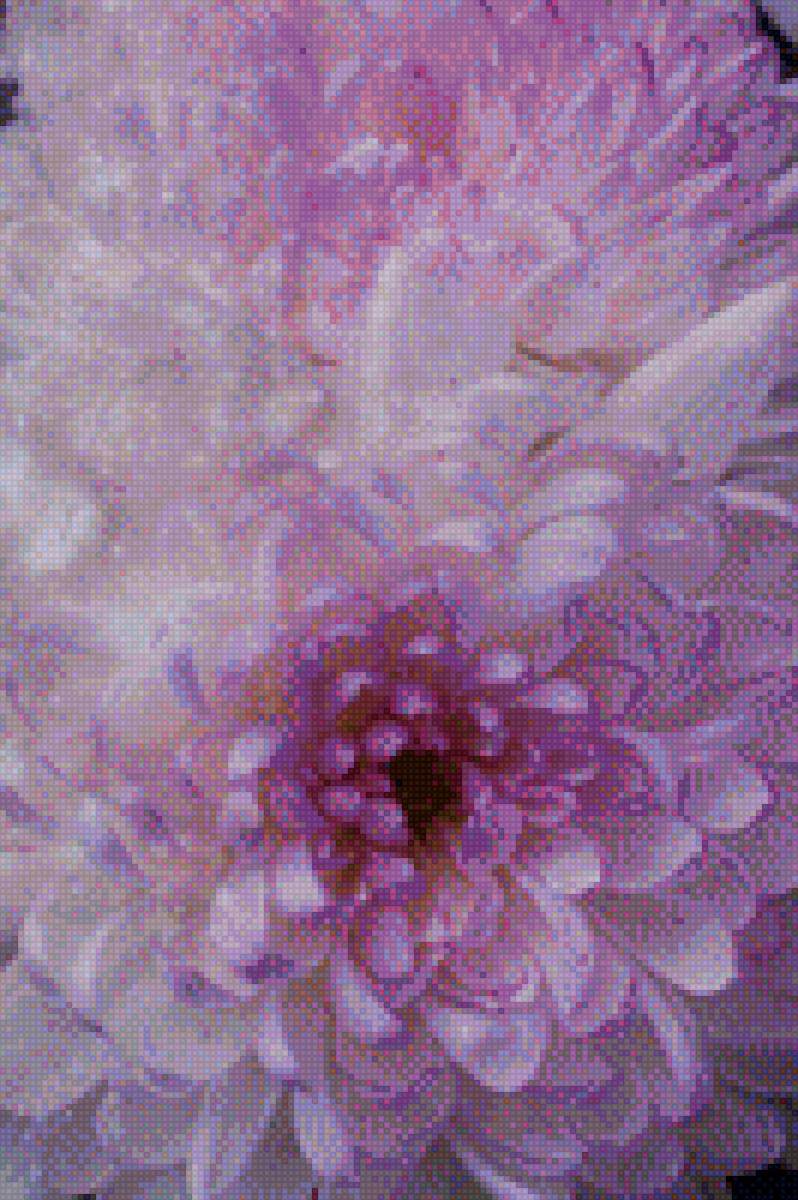 Хризантемы - цветы, хризантемы - предпросмотр