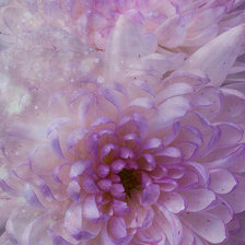 Схема вышивки «Хризантемы»