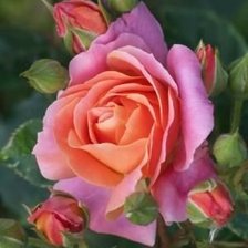 Схема вышивки «цветы, розы»