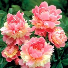 Схема вышивки «цветы»