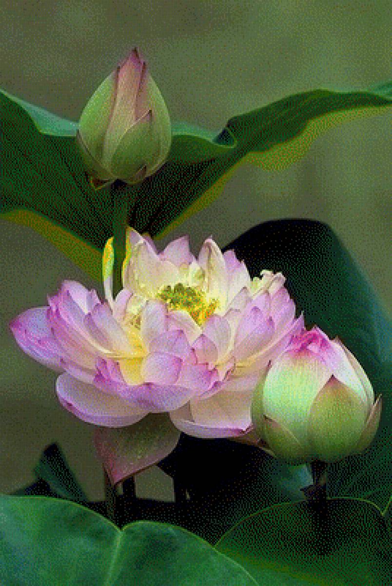 лотос - лотос - предпросмотр