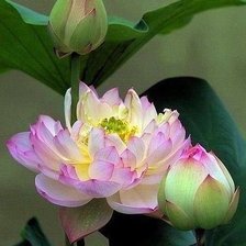 Схема вышивки «лотос»