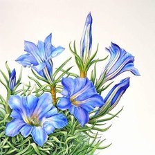 Схема вышивки «цветы»