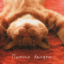 Схема вышивки «рыжий кот»