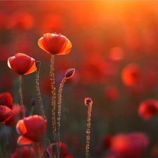 Схема вышивки «маки»