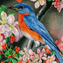 Схема вышивки «птицы»