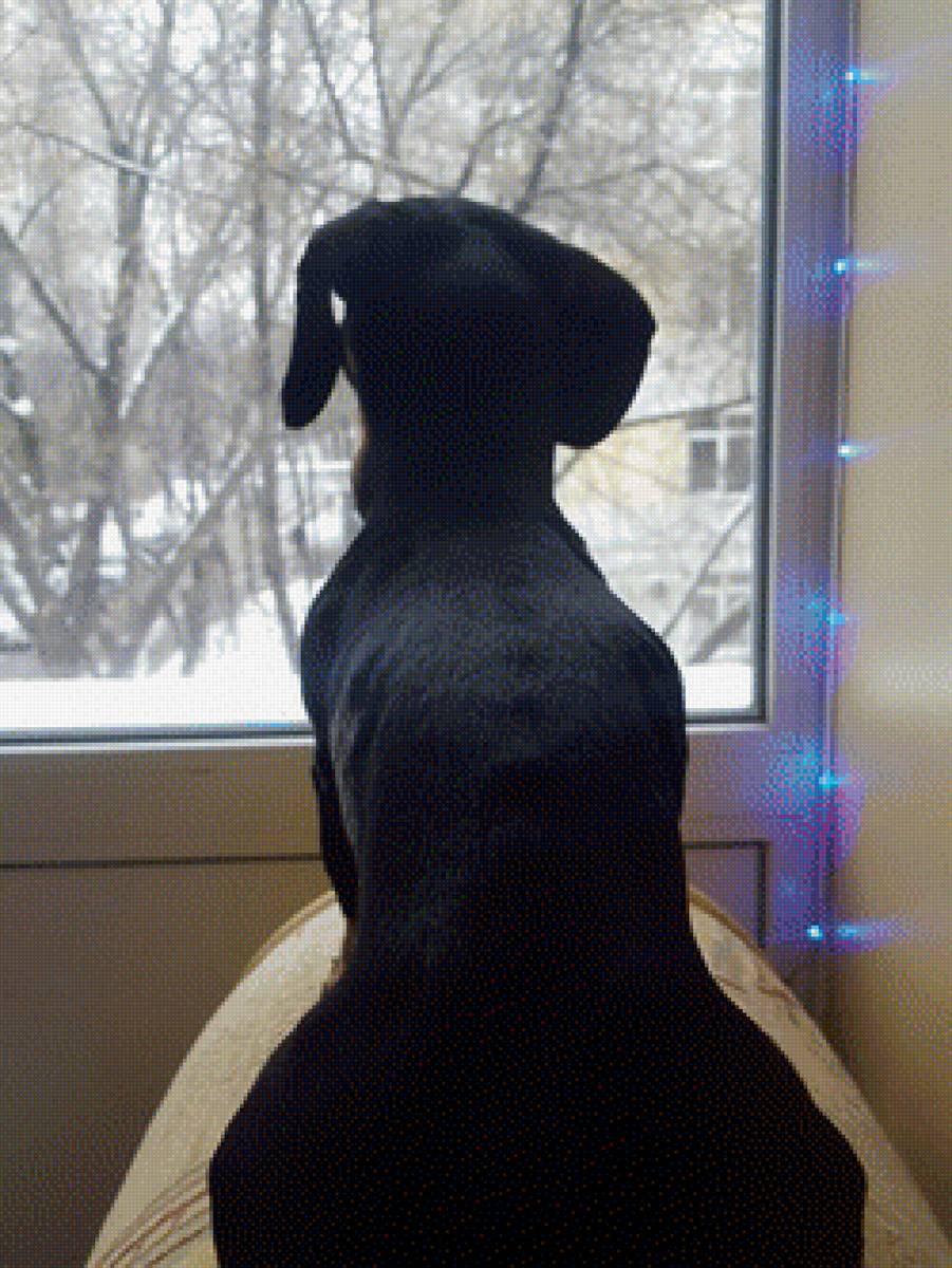 Лори2 - такса, собака - предпросмотр