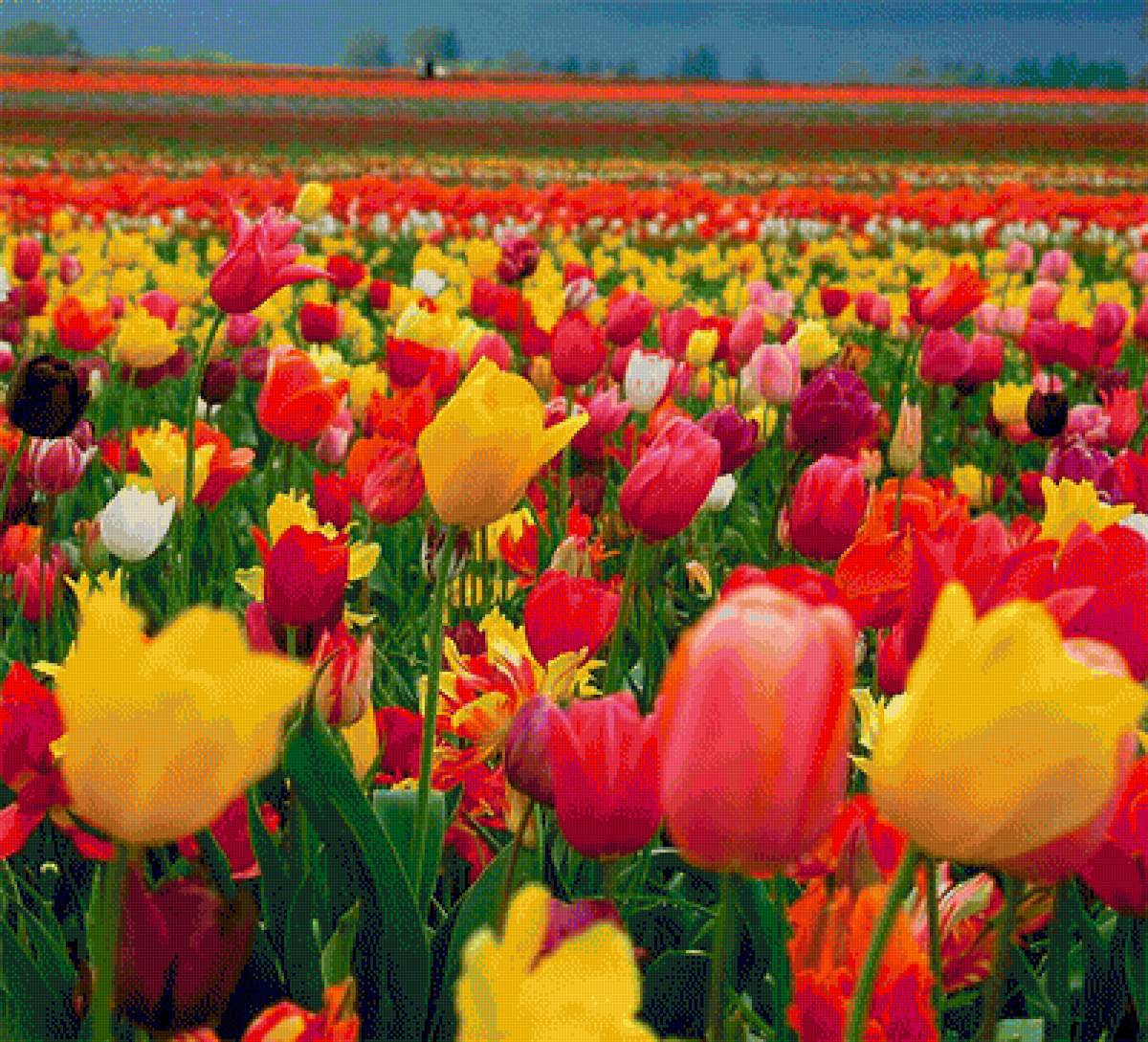 Рай Тюльпанов - поле, цветы.тюльпаны, природа - предпросмотр