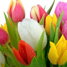 Схема вышивки «Тюльпаны»