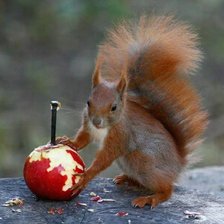 Схема вышивки «Белка»