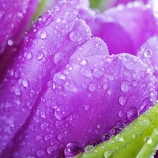 Схема вышивки «Тюльпаны»