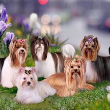 Схема вышивки «милые собачки»