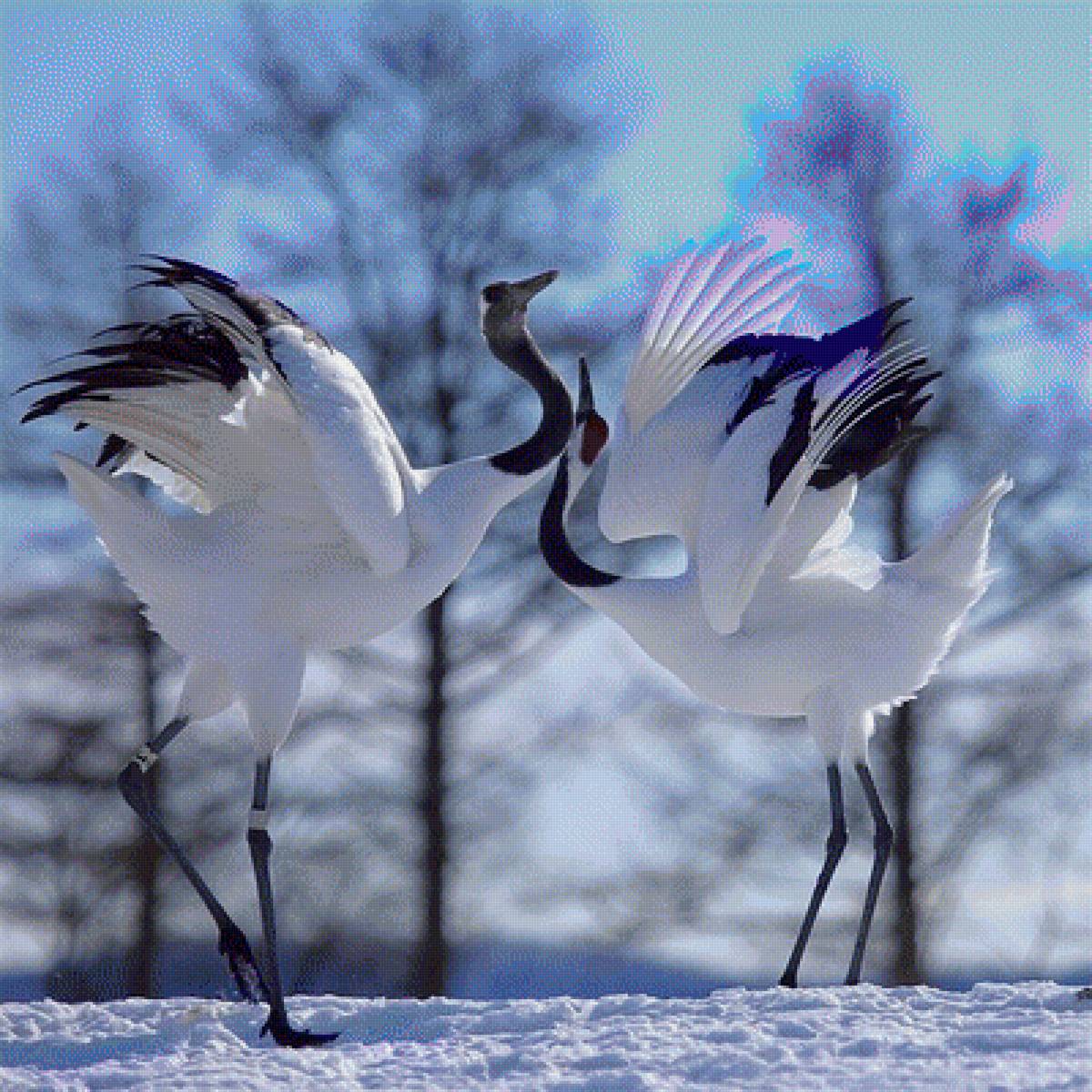 танец любви - птицы, лебеди - предпросмотр