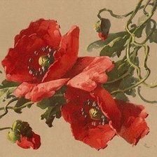 Схема вышивки «маки»