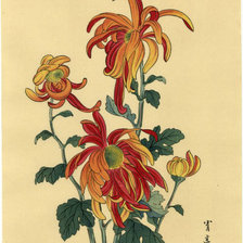 хризантемы