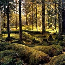 Схема вышивки «старый валежник»