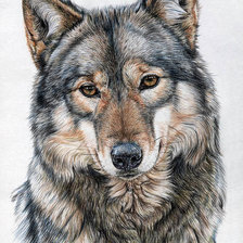 Схема вышивки «волк»