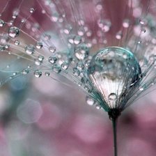 Схема вышивки «одуванчик»