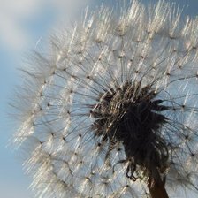 Схема вышивки «одуванчик»