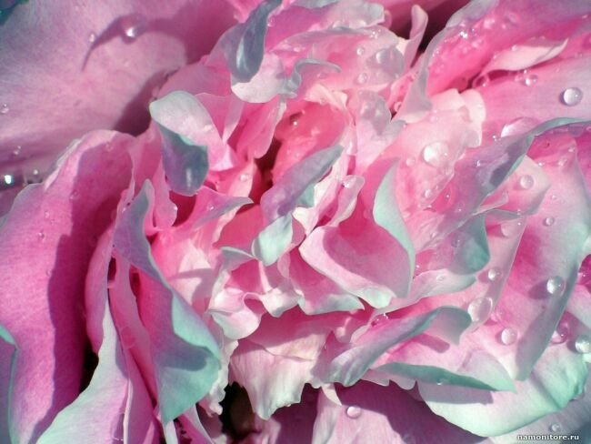 пион - цветы - оригинал