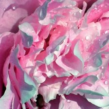 Схема вышивки «пион»