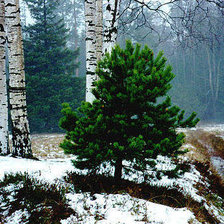Схема вышивки «Ёлочка»