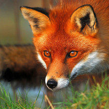 Схема вышивки «лисичка»