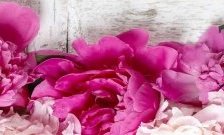 Схема вышивки «пионы»