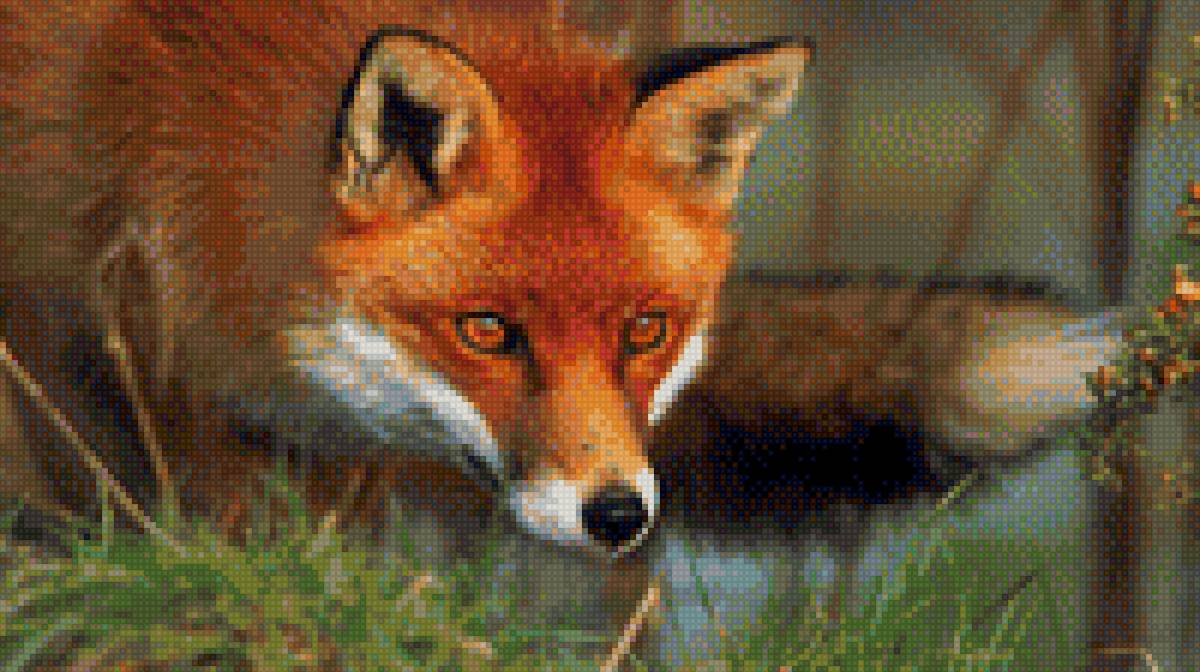 рыжая лиса - животные - предпросмотр