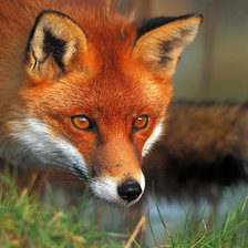 Схема вышивки «рыжая лиса»