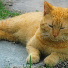 Схема вышивки «рыжий котик»