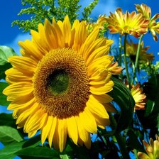 Схема вышивки «подсолнухи»