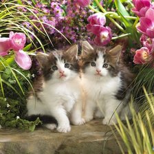 Схема вышивки «котята среди цветов»