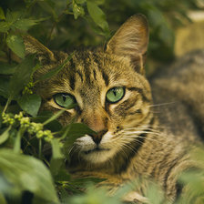 Схема вышивки «спрятался»