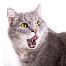 Схема вышивки «котики»