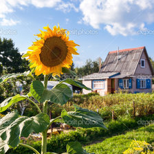 Схема вышивки «подсолнухи»