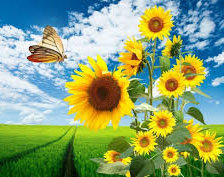 Схема вышивки «подсолнухи»