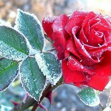 Схема вышивки «№1428929»