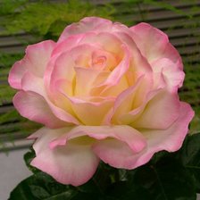 Схема вышивки «№1428944»