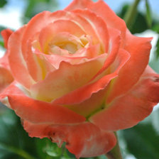 Схема вышивки «№1428946»