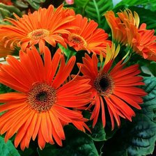 Схема вышивки «№1428950»