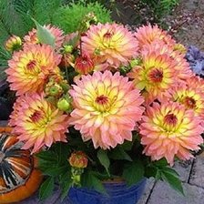 Схема вышивки «№1428994»