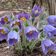 Схема вышивки «№1428999»